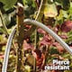 image 5 of Easy Hose Stainless Steel Garden Water Hosepipe Rust Proof & Tangle Free with Hand Held Spray Nozzle (25ft) | Silver