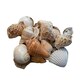 image 1 of Something Different Shells In Net - Multicoloured - 250grams