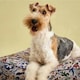 image 6 of Rosewood Joules Festival Floral Dog Mattress Bed | Multi | M | 1
