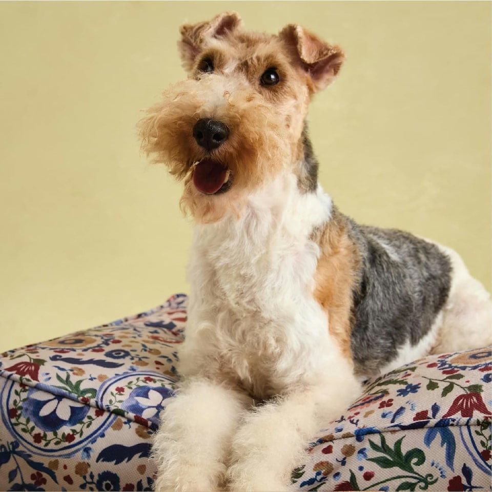 image 1 of Rosewood Joules Festival Floral Dog Mattress Bed | Multi | M | 1