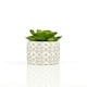 image 3 of Fiori Set of 3 Succulents in Henna Ceramic Pots