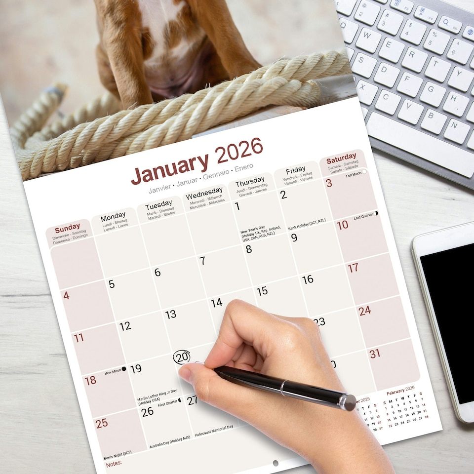 image 1 of Boxer 2026 Calendar | Square Wall Calendar | Dog Breed Gift | Plastic Free Packaging | by Avonside Publishing
