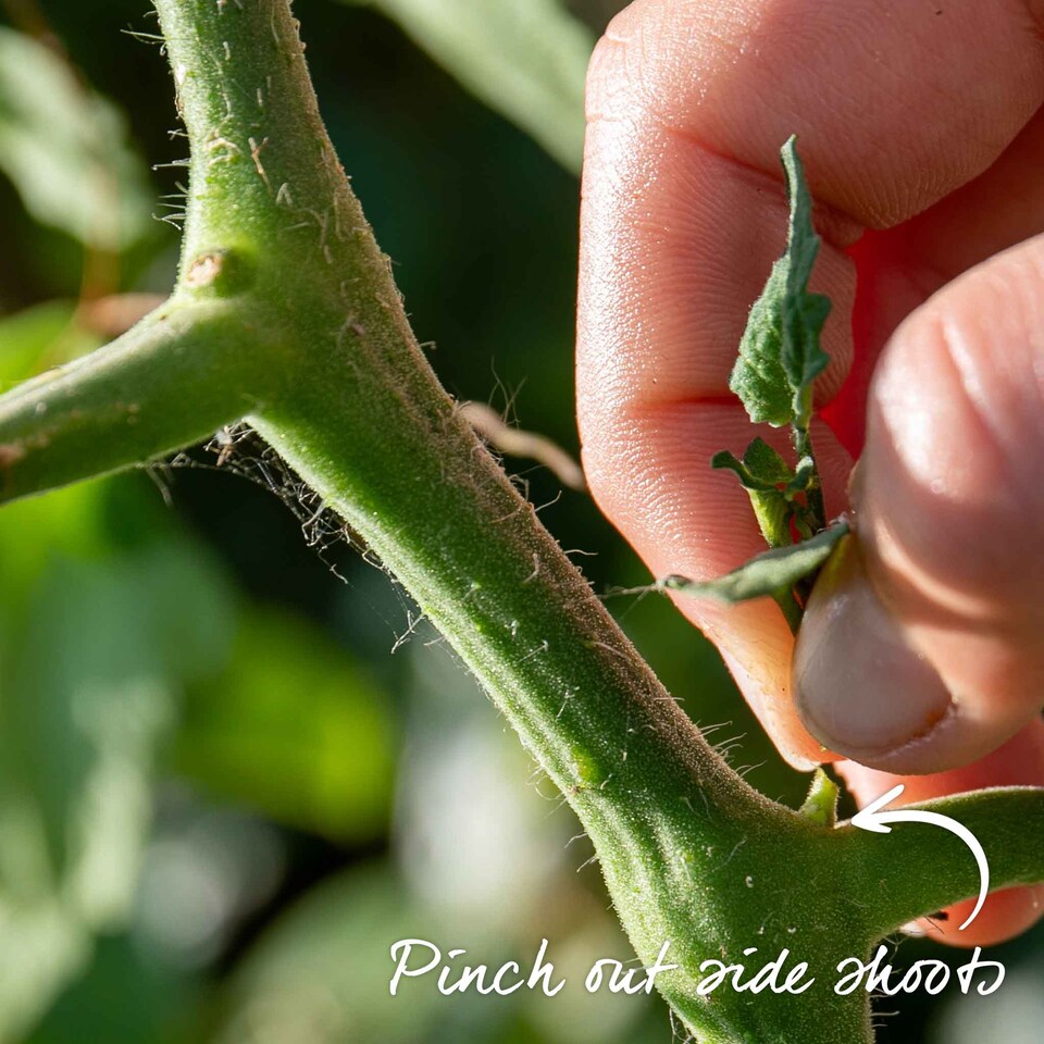 image 1 of Marshalls Garden Tomato Seeds Sungrape F1 - 6 Seeds | Green | Green, Red