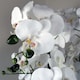 image 4 of Orchid White - Black Ceramic Planter