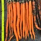 image 3 of Carrot Excalibur F1 - Long Slender Orange Imperator - Hardy Annual Vegetable Garden Seeds