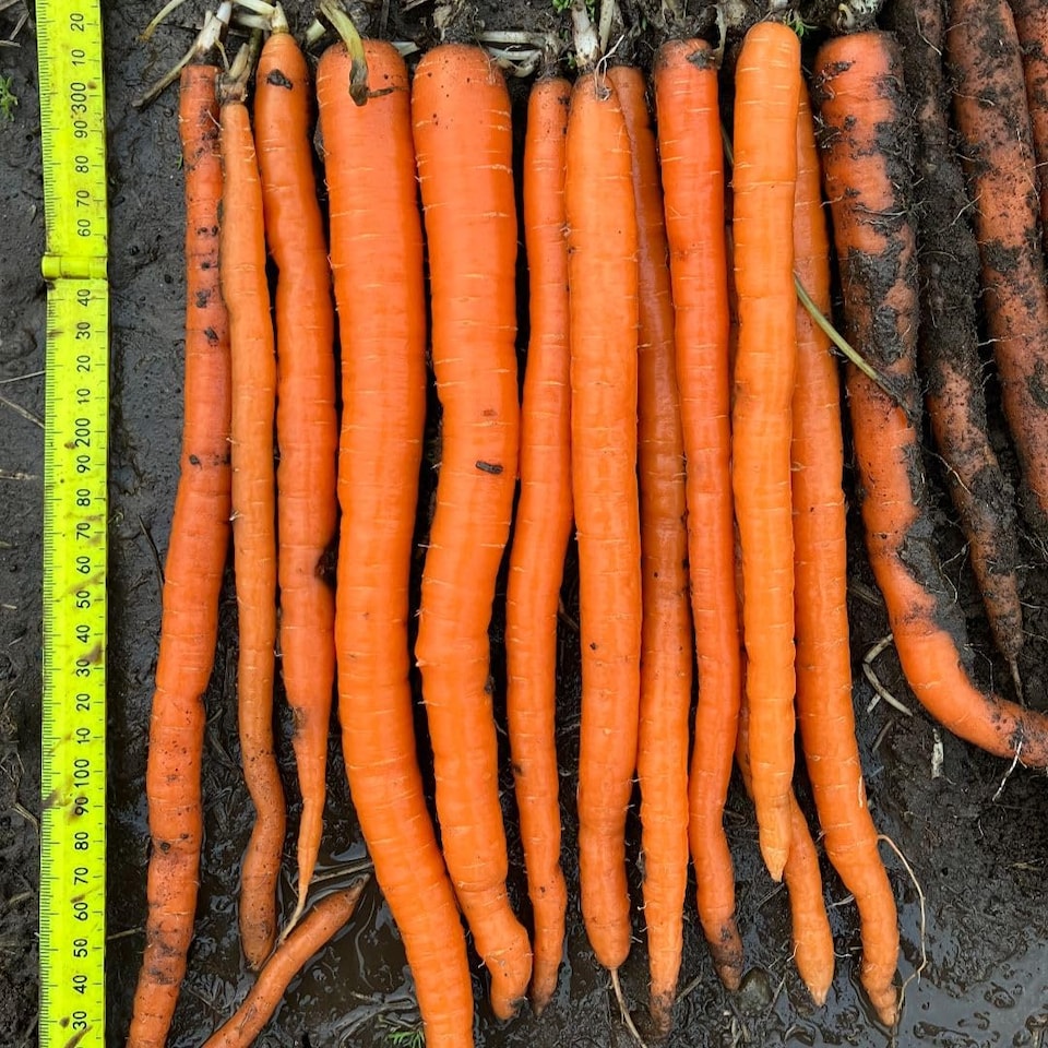 image 1 of Carrot Excalibur F1 - Long Slender Orange Imperator - Hardy Annual Vegetable Garden Seeds