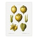 image 1 of Lemon Citrus Fruit Illustration Redoute Vintage Wall Art Poster Print 12X16"