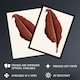 image 2 of Canna Botany Red Leaf Shirley Hibberd Vintage Huge Wall Art Print 18X24 In