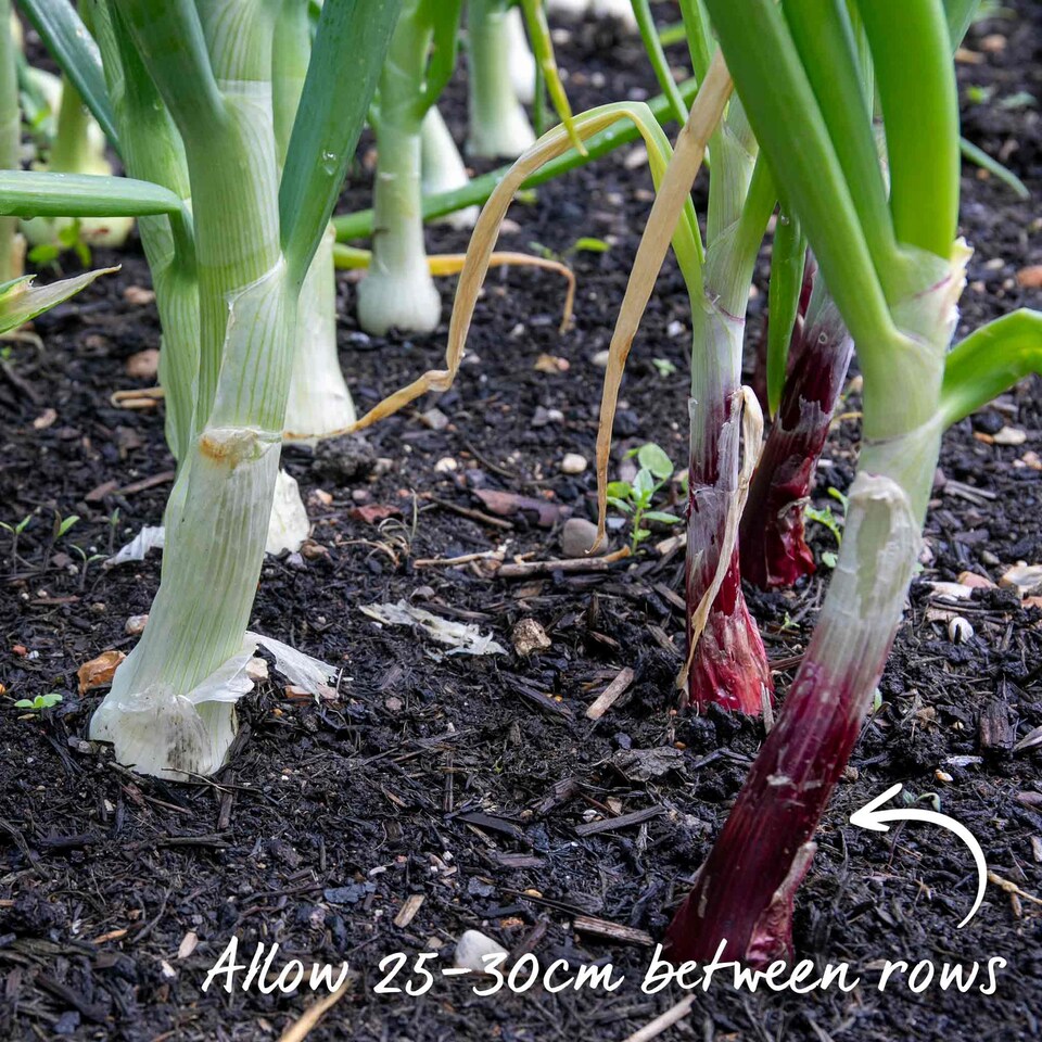 image 1 of Pre-Rooted Onions Autumn Red and White Mix - 12 Sets