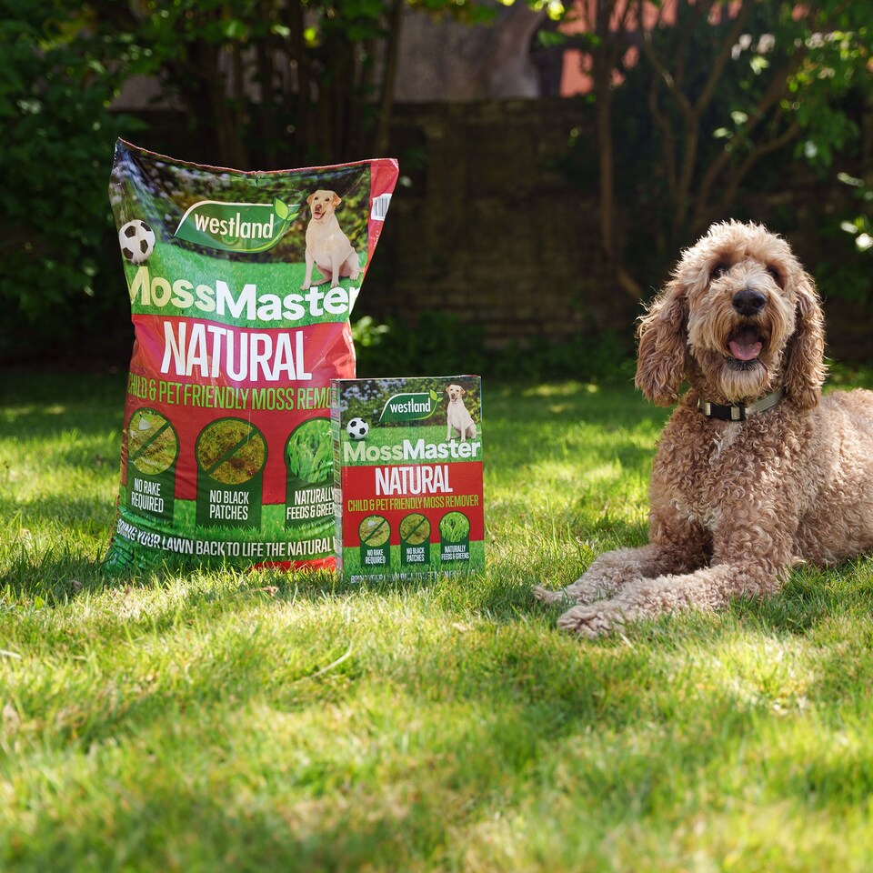 image 1 of Westland Natural Lawn Rescue Bundle large 400m2
