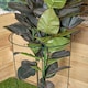 image 4 of Pack of 3 Tom Chambers Urban Metal Herbaceous Garden Plant Support Ring Large 40cm x 60cm