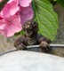 image 2 of Tiger Plant Pot Hanger - L11 x W6 x H5.5 cm | Bronze
