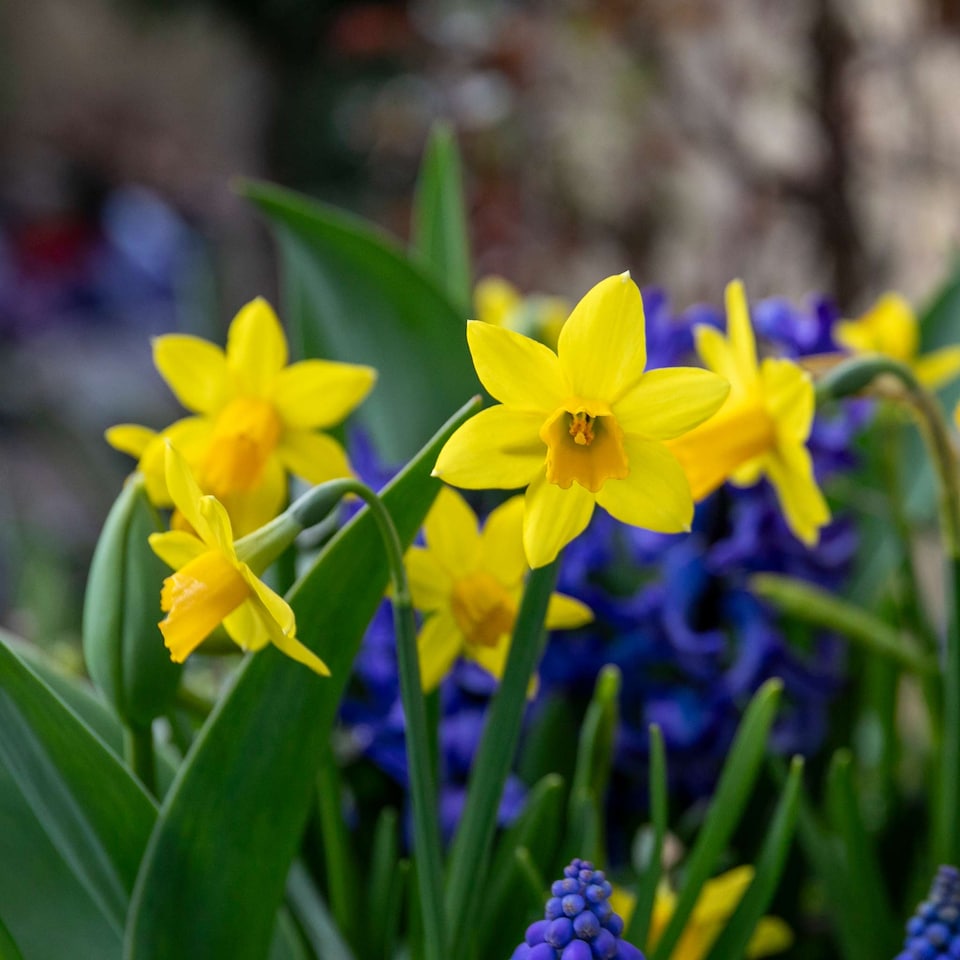 image 1 of Marshalls Garden Dwarf Daffodil Bulbs 'Tete a Tete' - Pack of 20