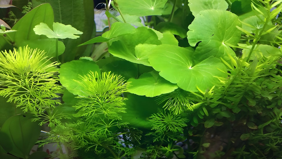 image 1 of Brazilian Pennywort (Hydrocotyle leucocephala) - Live Aquarium Plant for Midground Planting, No CO2 Needed - Fish Tank Plant