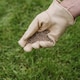 image 5 of Aftercut Westland Triple Care Lawn Feed  Rapid Greening, Moss & Weed Control, Small Granules | Brown | 1 x 350sqm Bag