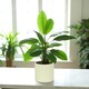 image 2 of Matte Cream Ceramic Indoor Plant Pot, Cachepot - H13 x W13.5cm Cream