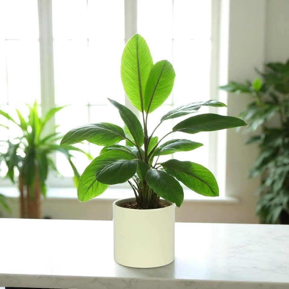 image 1 of Matte Cream Ceramic Indoor Plant Pot, Cachepot - H13 x W13.5cm Cream