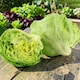 image 4 of Carbeth Plants 3 x Iceberg Lettuce Vegetable Plant - 6 pack - Easy Grow Kitchen Garden
