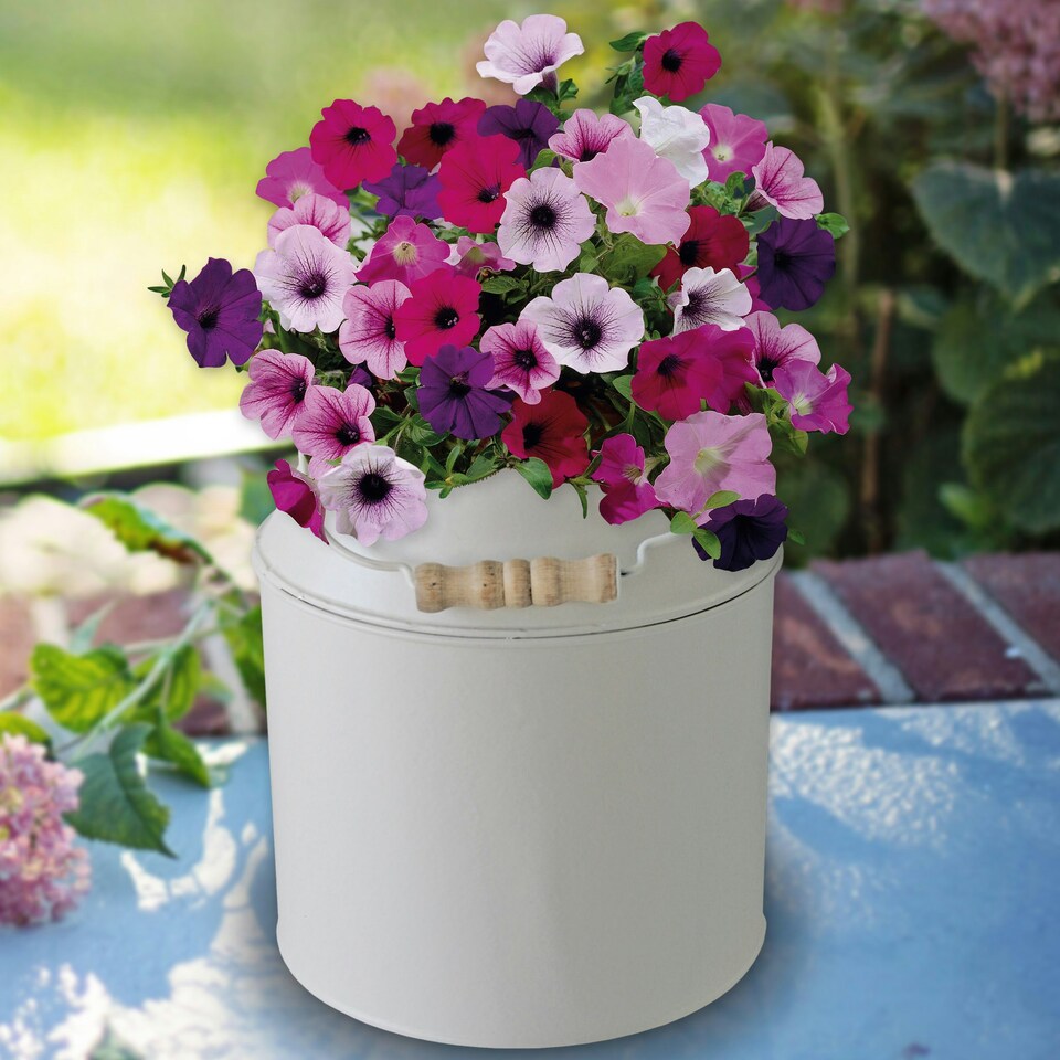 image 1 of Pronto Seed Petunia Grow Your Own Kit with Decorative Milk Churn Planter - Colourama Mix - Garden Gift for Beginners