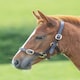 image 1 of Shires Blenheim Adjustable Leather Headcollar Brown | Size: Baby 2
Colour: H.Brown