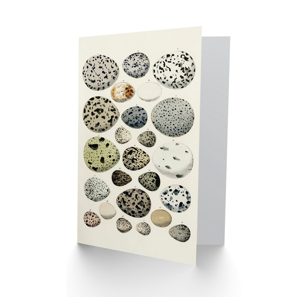 image 1 of Lorenz Oken Art Card Different Species Bird Eggs