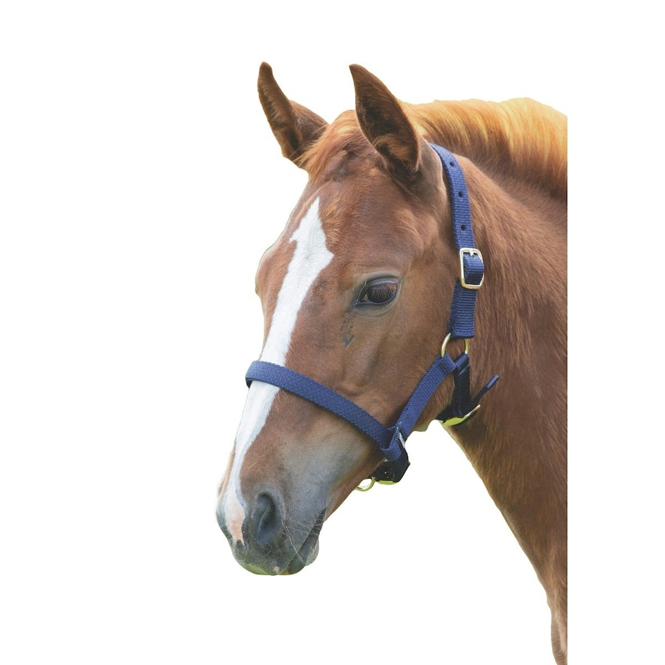 Shires Foal Headcollar - Navy - Foal/Mini