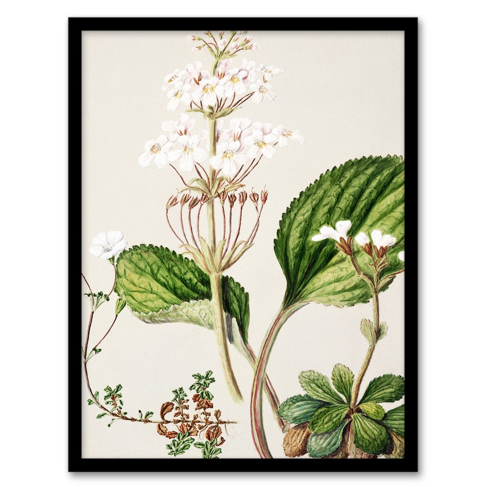 image 1 of Sarah Featon Framed Wall Art New Zealand Ourisia Flowering Plant Home Décor