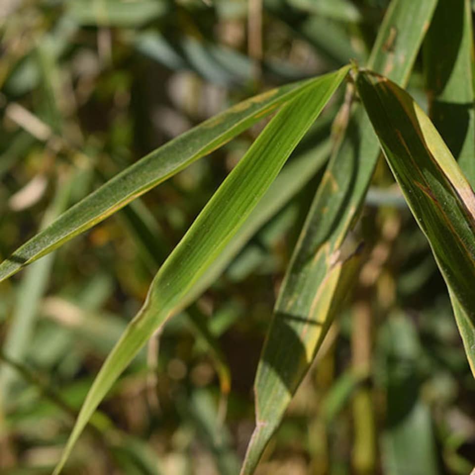 image 1 of YouGarden Fargesia rufa 'Fountain' Bamboo in a 9cm Pot, Evergreen Clump-Forming Bamboo Plant for Outdoors