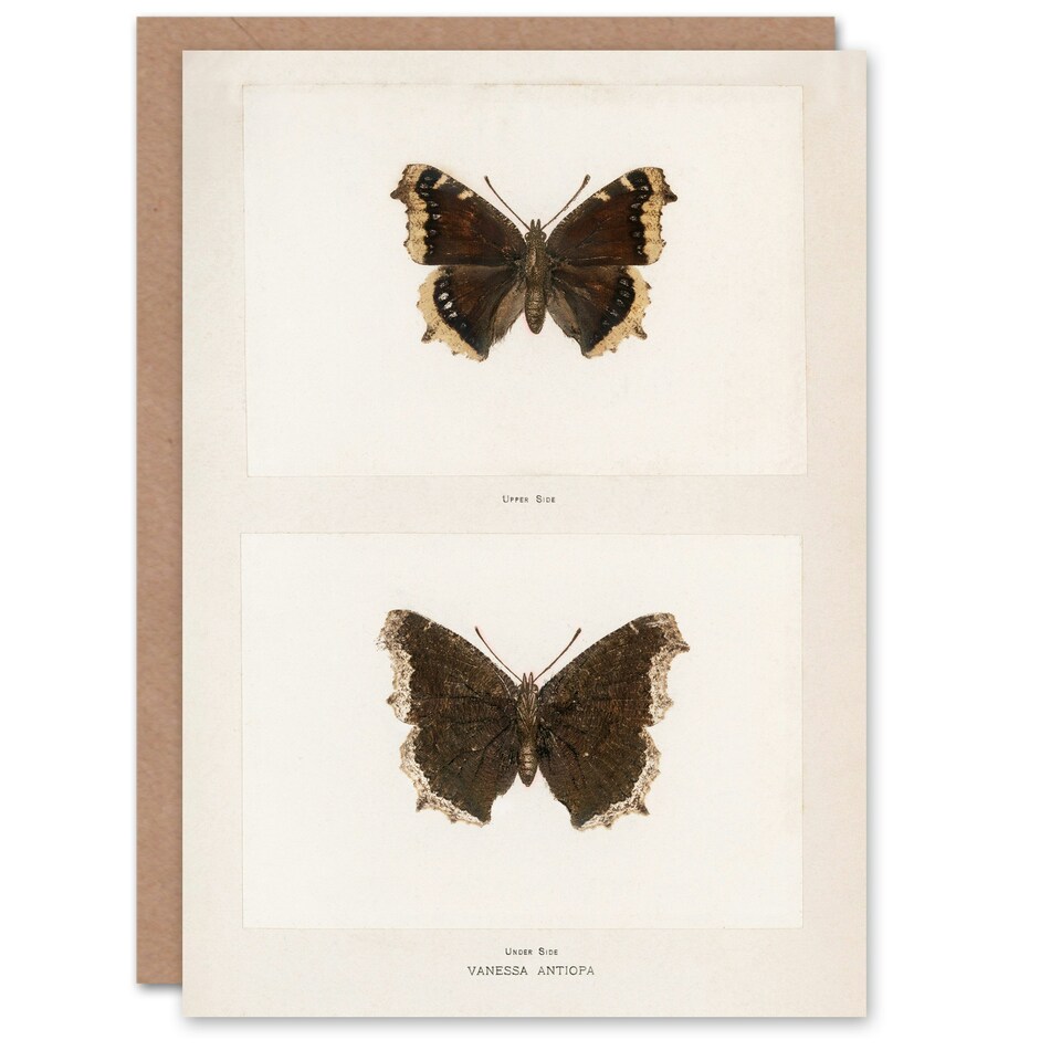 image 1 of Sherman Denton Art Card Mourning Cloak Butterfly