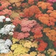 image 2 of Achillea Summer Berries Seeds Hardy Perennial Colourful Ornamental Garden Patio Balcony Attracts Bees & Butterflies (1x Packet)