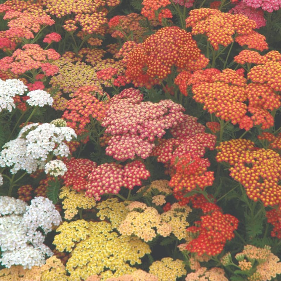 image 1 of Achillea Summer Berries Seeds Hardy Perennial Colourful Ornamental Garden Patio Balcony Attracts Bees & Butterflies (1x Packet)