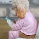image 5 of Gifts Direct 2 U Cockapoo Dog On The Toilet Ornament Pink