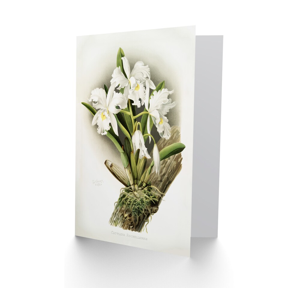 image 1 of Frederick Sander Cattleya Rochellensis Orchid Flowers Art Card