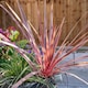 image 2 of Marshalls Garden Cordyline 'Charlie Boy' Variegated Pink and Burgundy Evergreen Shrub 9cm