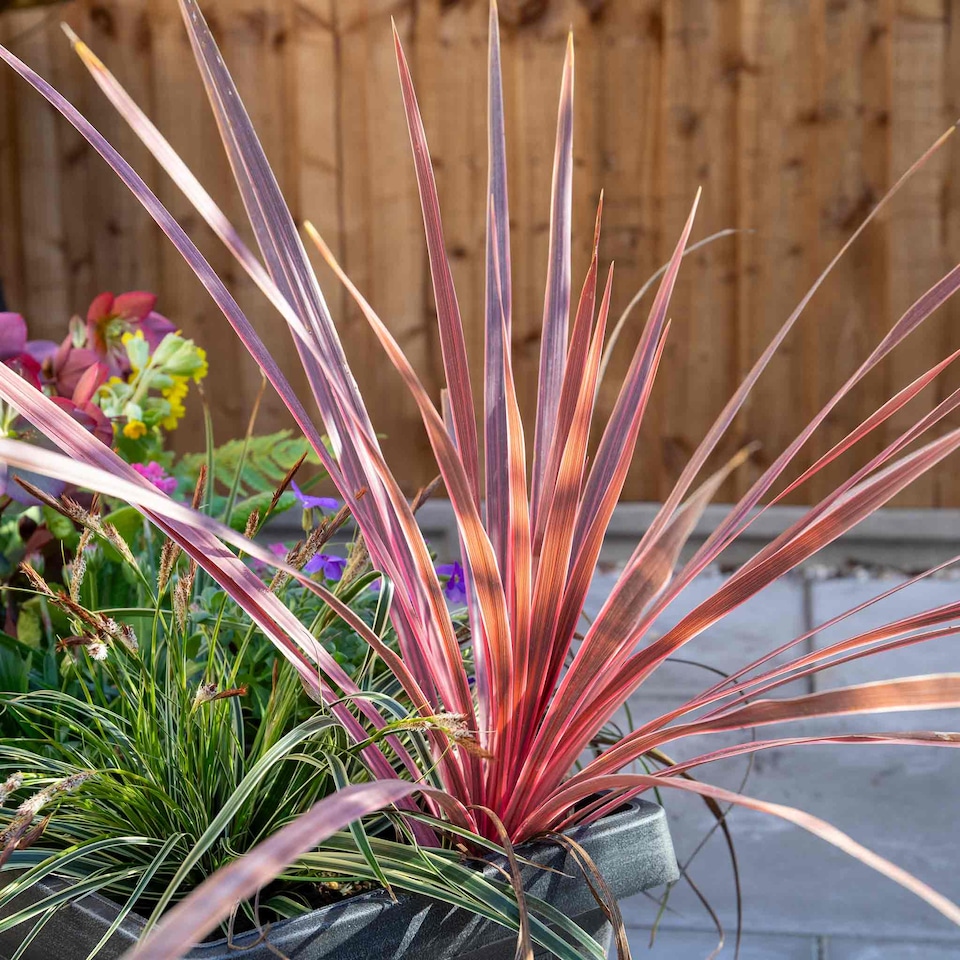 image 1 of Marshalls Garden Cordyline 'Charlie Boy' Variegated Pink and Burgundy Evergreen Shrub 9cm