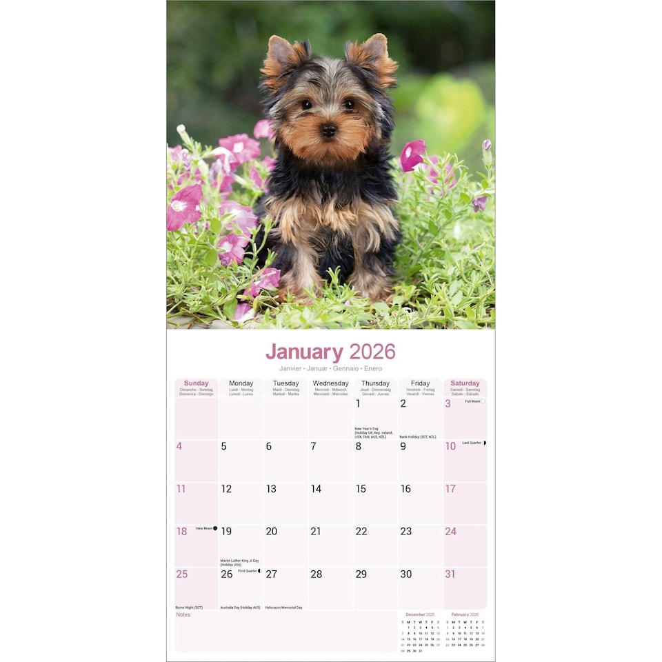 image 1 of Yorkshire Terrier 2026 Calendar | Square Wall Calendar | Dog Breed Gift | Plastic Free Packaging | by Avonside Publishing