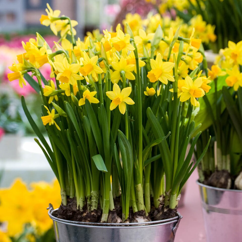 image 1 of YouGarden Tete a Tete Daffodil Bulbs, Dwarf Daffodil Bulbs, Set of 25 Narcissus Bulbs, Spring Bulbs for Autumn Planting