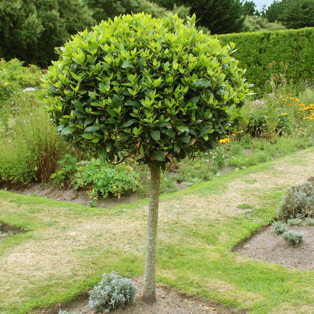 YouGarden Bay Tree Standard Tree 70-80cm Tall, Single Garden Ready Potted Bay, for Patios and Gardens, Edible Plant
