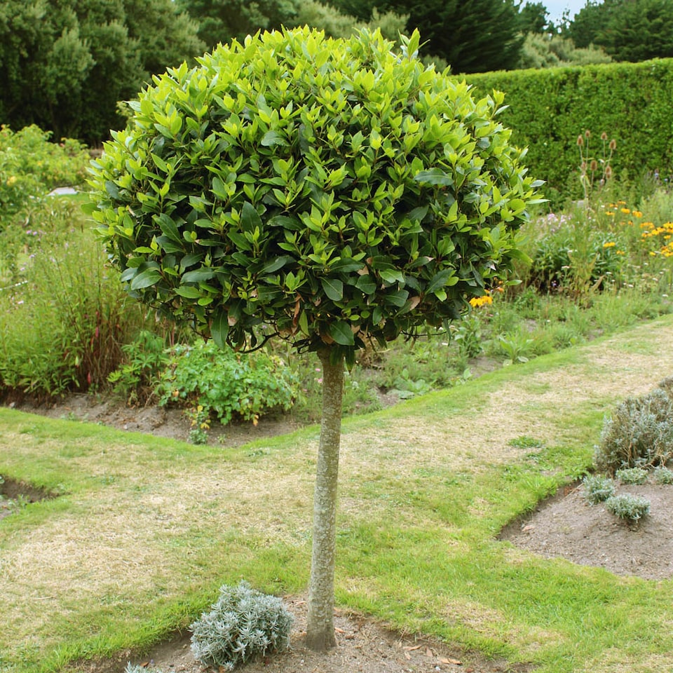 image 1 of YouGarden Bay Tree Standard Tree 70-80cm Tall, Single Garden Ready Potted Bay, for Patios and Gardens, Edible Plant