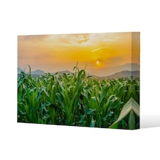 green corn field in agricultural garden and light shines sunset (Canvas Print) 114 x 77 x 4cm