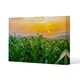 image 1 of green corn field in agricultural garden and light shines sunset (Canvas Print) 114 x 77 x 4cm