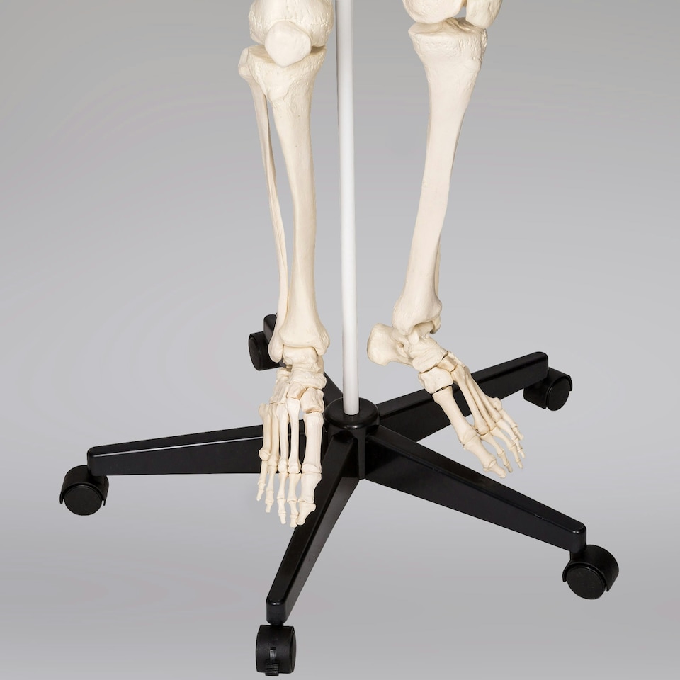 image 1 of Skeleton - life-sized human skeletal system, with mobile stand, anatomy poster