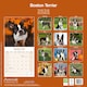 image 2 of Boston Terrier 2026 Calendar | Square Wall Calendar | Dog Breed Gift | Plastic Free Packaging | by Avonside Publishing