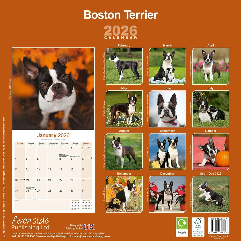 image 1 of Boston Terrier 2026 Calendar | Square Wall Calendar | Dog Breed Gift | Plastic Free Packaging | by Avonside Publishing