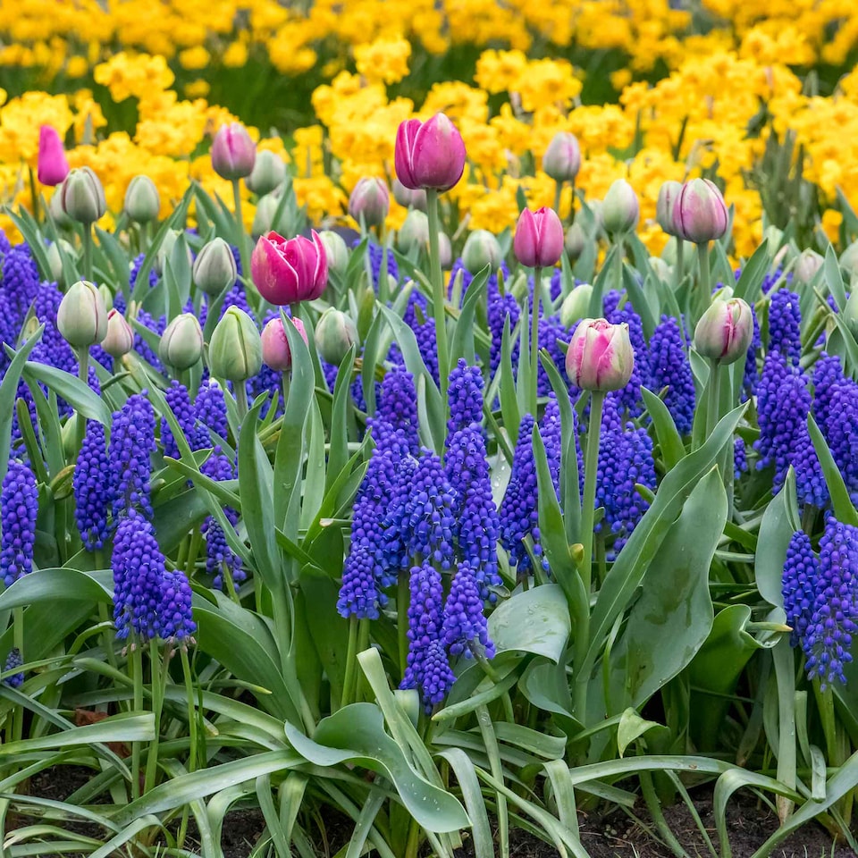 image 1 of Marshalls Garden Grape Hyacinth (Muscari) 50 Bulbs