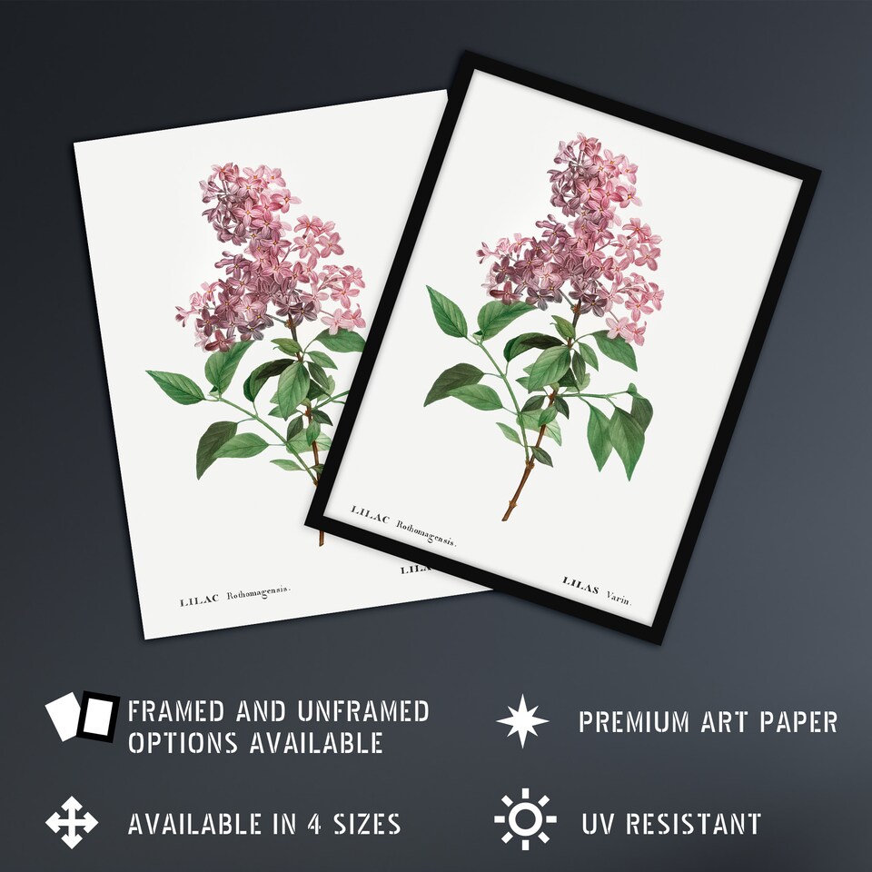 image 1 of Chinese Lilac Floral Redoute Vintage Huge Wall Art Poster Print 24X32"