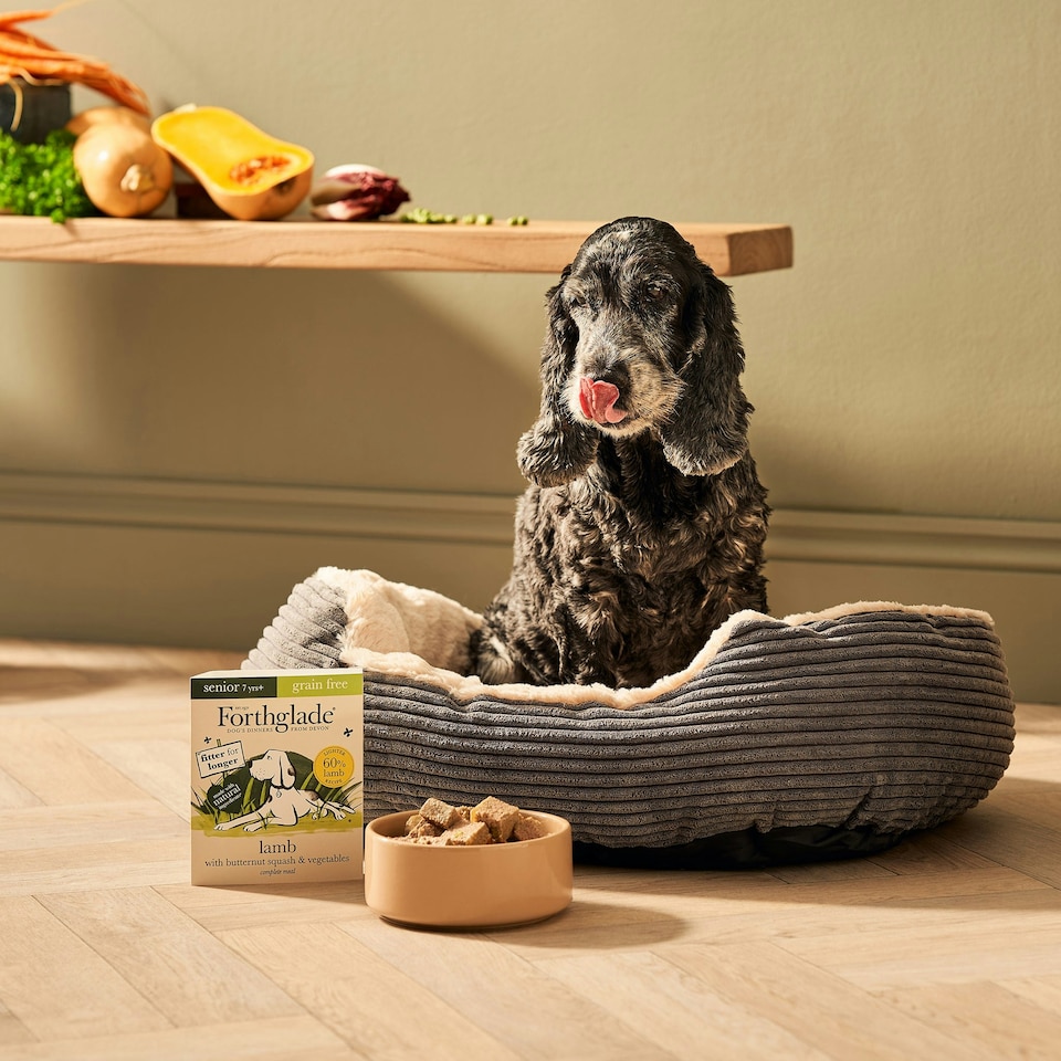 image 1 of Senior Lamb & Butternut Squash Wet Dog Food (18x395g)