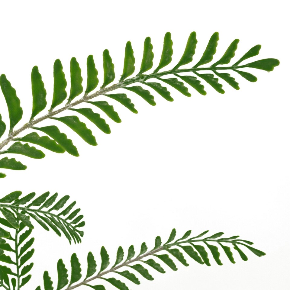 image 1 of 55cm Himilayan Maidenhair Fern Bush Dark Green Plant