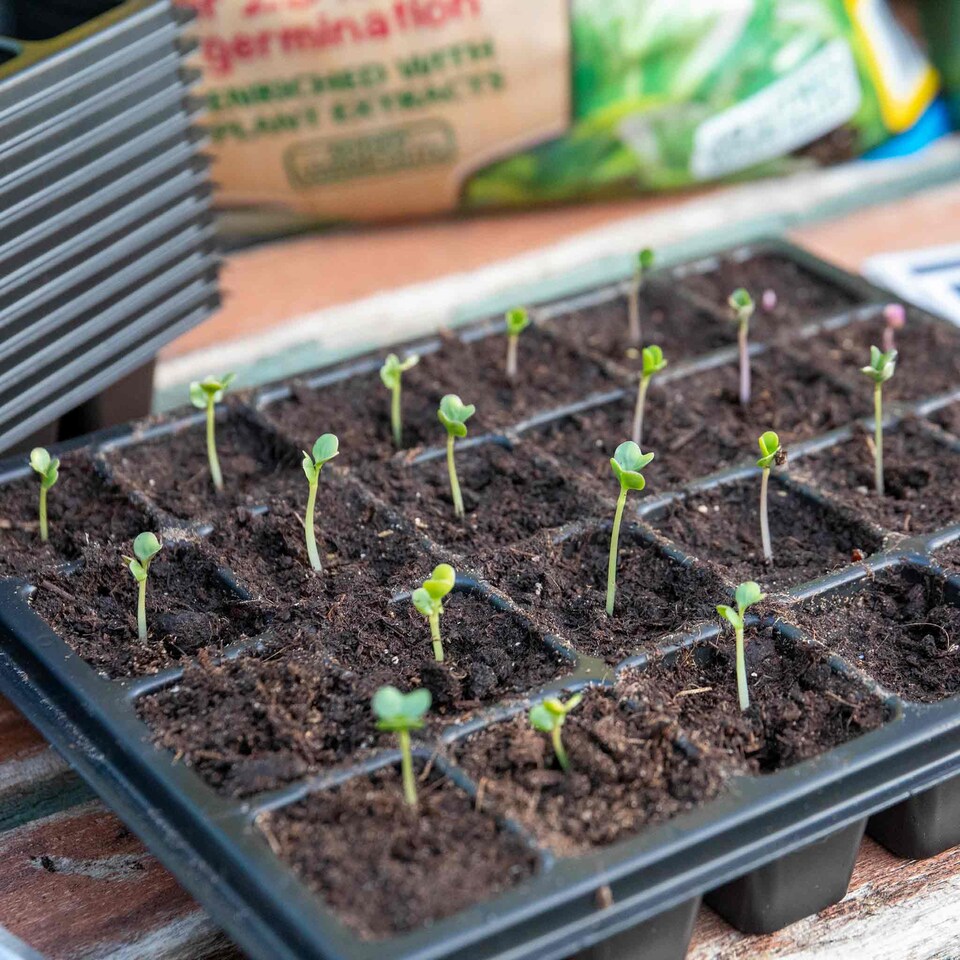 image 1 of Marshalls Garden 12-Pack 24-Cell Black Seed Trays