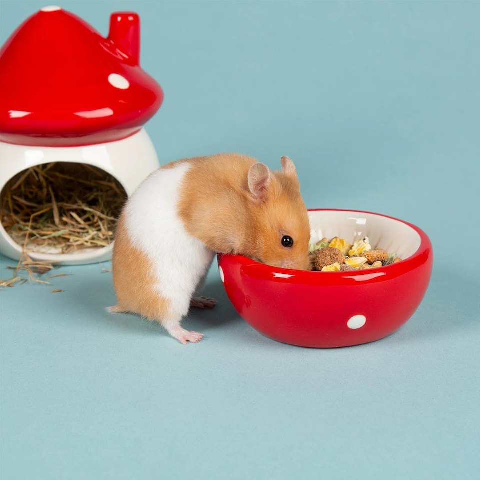 image 1 of Scruffs Small Pet Toadstool Ceramic Set - House, Food Bowl & Water Well